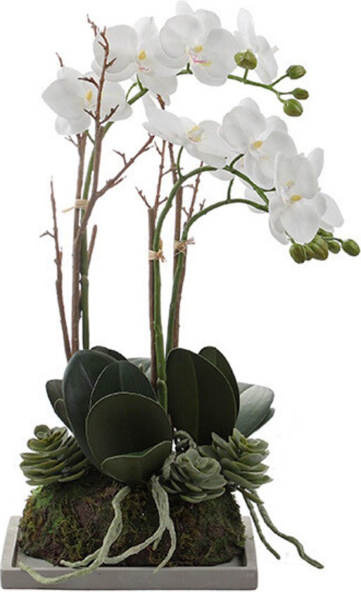 Samenstelling van orchidee en sucullente kunstmatig wit H45