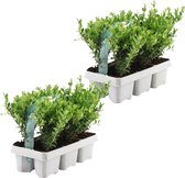 YouFlowers - 12x ilex planten | buxus vervanger | hulstplanten winterhard | Ø7 cm - Hoogte: 15 cm | Ilex crenata | haagplanten | Planten | Tuinplanten