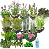 vdvelde.com - Waterplanten Pakket - L - Roze - Voor 2.000 - 3.000 L - 93 planten - Plaatsing: -1 tot -100 cm