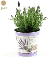 De Kuiflavendel in pot, Kleur Lila/Paars, Tuinplanten, Terrasplanten, Lavandula St. Anouk ® Collection P12 in Zinc lavender - Ø14cm - 30cm