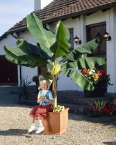 TuincentrumKoeman.nl Musa basjoo bananenplant potmaat 9 cm
