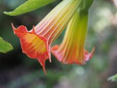 TuincentrumKoeman.nl Brugmansia rood potmaat 9 cm