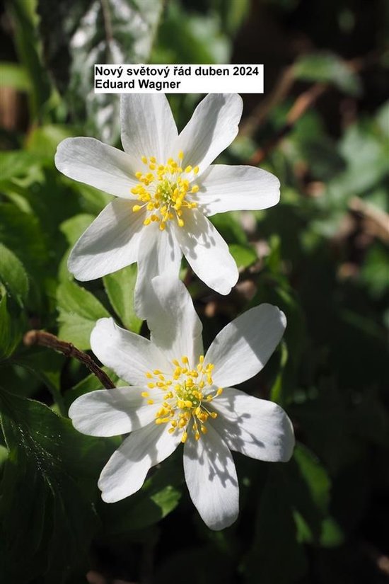 Nový světový řád duben 2024 - cover