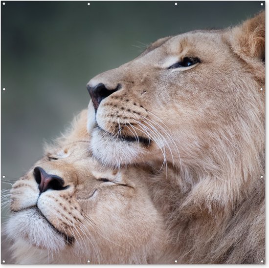 Affiche de Jardin Lion - Animaux sauvages - Big Five - 200x200 cm - Toile jardin - Affiche extérieure