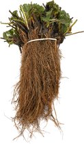 Aardbeiplant Fernando - 10 planten - juni dragend - moestuin - bosje met 10 stuks