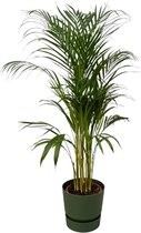 110 cm hoge kamerplant Areca palm Ø21 cm, inbegrepen elho Greenville Round groen D24xH23