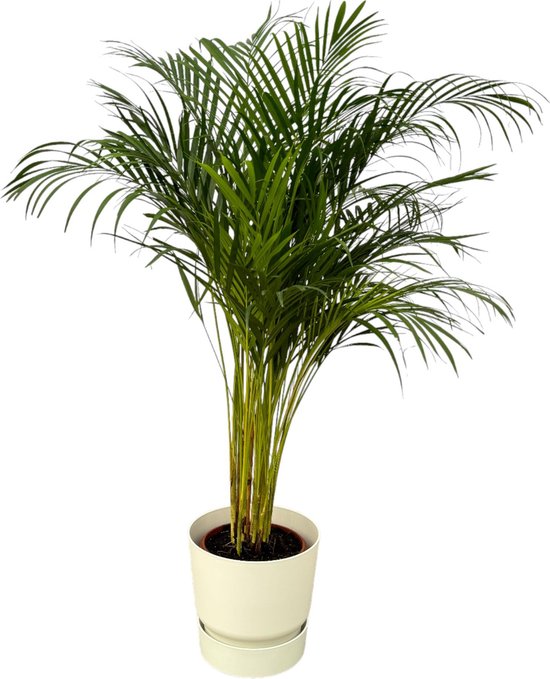Goudrietpalm en witte pot van gerecycled plastic, ↨130cm, Ø24cm