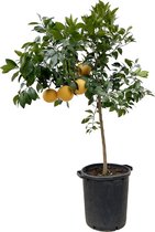 Citrus Pompelmo: Een Verfijnde Citrusboom voor Binnen en Buiten, 150 cm hoog, citroenboom