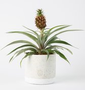 Bloomgift | Kamerplanten | Ananas Amigo | Incl. pot | Antisnurkplant | ↕ 40cm | Ø 13 cm