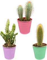 Betoverende Cactus Set: Een Mix van Drie Unieke Soorten in Stijlvolle Zinken Potten