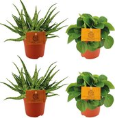 Plantenboetiek.nl | 2x Aloe Spider + 2x Peperomia Rana Verde - Ø10,5cm - 10cm hoog - Kamerplant - Groenblijvend - Cactus & Vetplanten