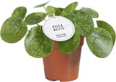 Plantenboetiek.nl | Pilea Mojito - Ø13cm - 20cm hoog - Kamerplant - Groenblijvend