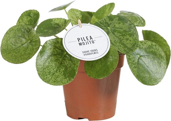 8 diervriendelijke niet giftige kamerplanten 16 Plantenboetiek.nl | Pilea Mojito - 20cm hoog