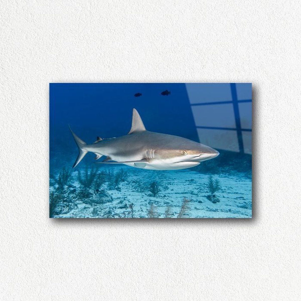 Indoorart - Glasschilderij rifhaai 60x40 CM - Afbeelding op plexiglas - Inclusief montagemateriaal