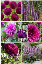 Bulbs4you - The Purple garden summer flowers collectie - 35 stuks - 7 soorten - dahlia knollen - ranonkels - monarda - iris - zomer bloeiers