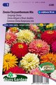 Sluis Garden - Zinnia Chrysanthemum Mix
