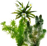 vdvelde.com - Inheemse Zuurstofplanten - 16 stuks - Krabbescheer, Hoornblad, Waterpest - Voor 500 – 1.000 liter water - 16 planten - Plaatsing: los in het water