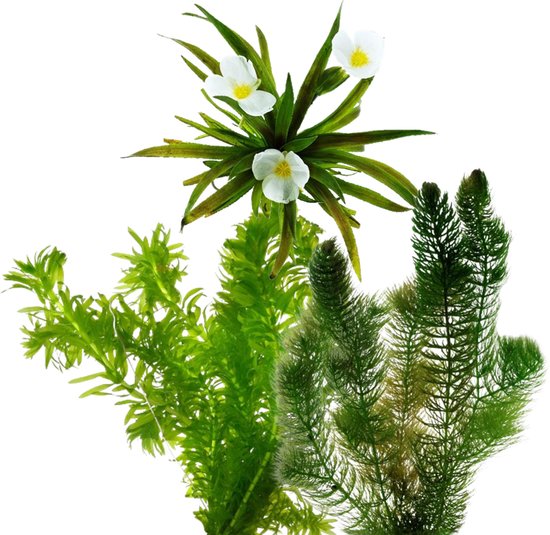 vdvelde.com - Inheemse Zuurstofplanten - 16 stuks - Krabbescheer, Hoornblad, Waterpest - Voor 500 – 1.250 liter water - 16 planten - Plaatsing: los in het water