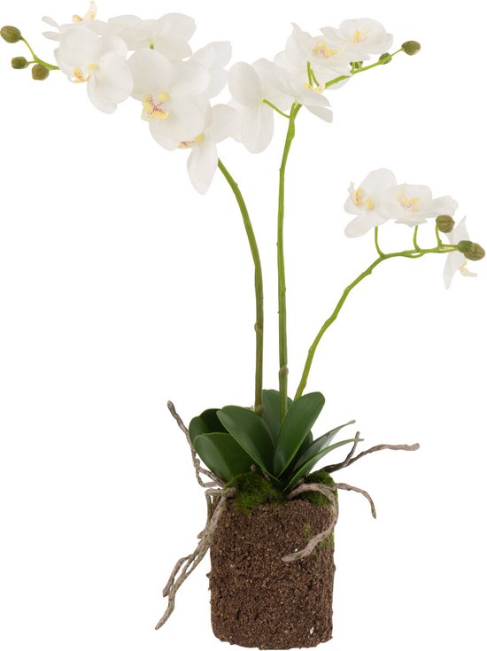J-Line plante Orchidée en terre - plastique - blanc/vert - medium