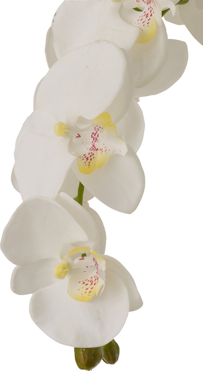 J-Line plant Orchidee In Aarde - kunststof - wit/groen - extra large