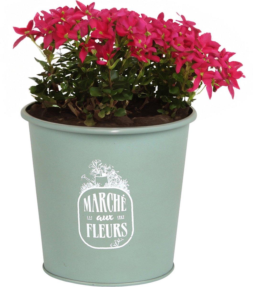 Goedkoopste Sunnydays /plantenpot/bloempot - zink - jadegroen - D14 x H13 cm