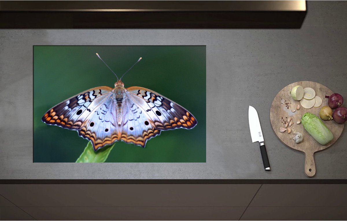 Inductieplaat Beschermer - Anartia jatrophae Blauw met Bruine Vlinder - 75x51 cm - 2 mm Dik - Inductie Beschermer - Bescherming Inductiekookplaat - Kookplaat Beschermer van Wit Vinyl