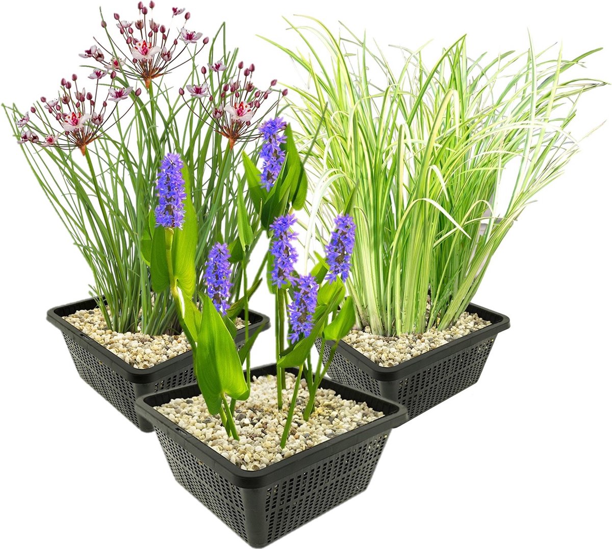 vdvelde.com - Waterplanten set - 12 planten (3 soorten) met plantmand, substraat, klei en meststof - Vijverplanten compleetset voor helder water - Winterhard & onderhoudsvriendelijk