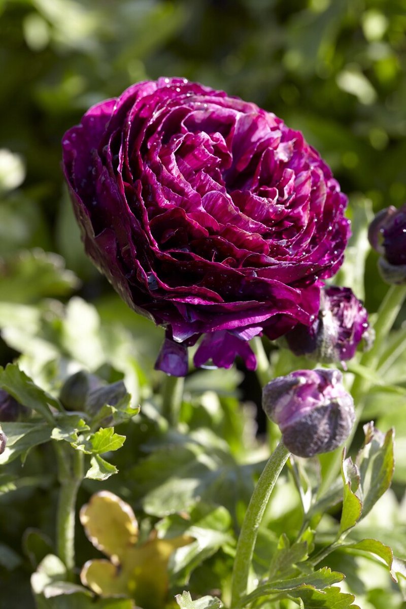 Ranunculus Paars | 10 stuks | Ranonkels