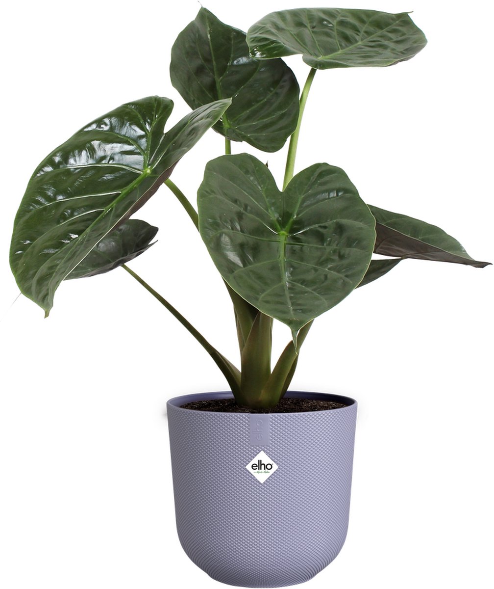 Pot De Fleur Rond Elho Ocean Collection 22 Cm - Fabriqué à 100% Avec Des Déchets Marins Recyclés - Couleur Vert/vert Pacifique - Écologique Et Durable
