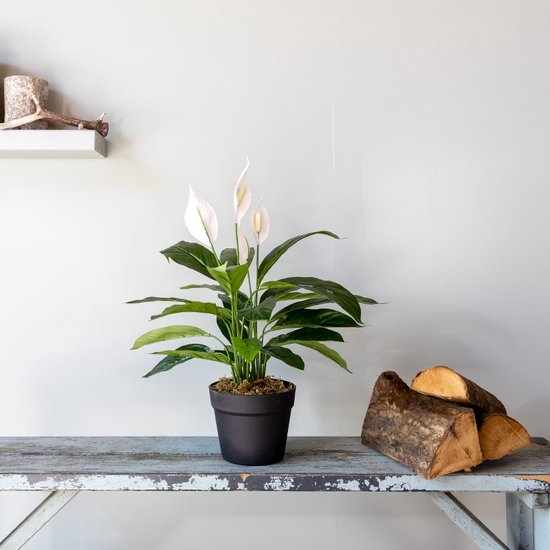 Kunstplant Spatiphyllum met witte bloemen en groene bladeren in een zwarte pot, op een houten tafel.