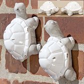 schildpad muurschildpad wand schildpad set van 2 stuks