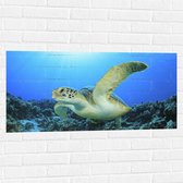 Muursticker - Zwemmende Zeeschildpad bij Koraal op Zeebodem van Heldere Oceaan - 100x50 cm Foto op Muursticker