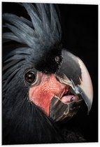 Dibond - Zwartkleurige Kaketoe Vogel tegen Zwarte Achtergrond - 60x90 cm Foto op Aluminium (Wanddecoratie van metaal)