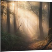Vlag - Bomen - Bos - Pad - Zonlicht - Bladeren - 100x100 cm Foto op Polyester Vlag