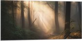 Vlag - Bomen - Bos - Pad - Zonlicht - Bladeren - 100x50 cm Foto op Polyester Vlag