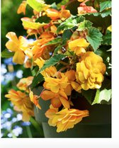 Begonia pendula geel/jaune
