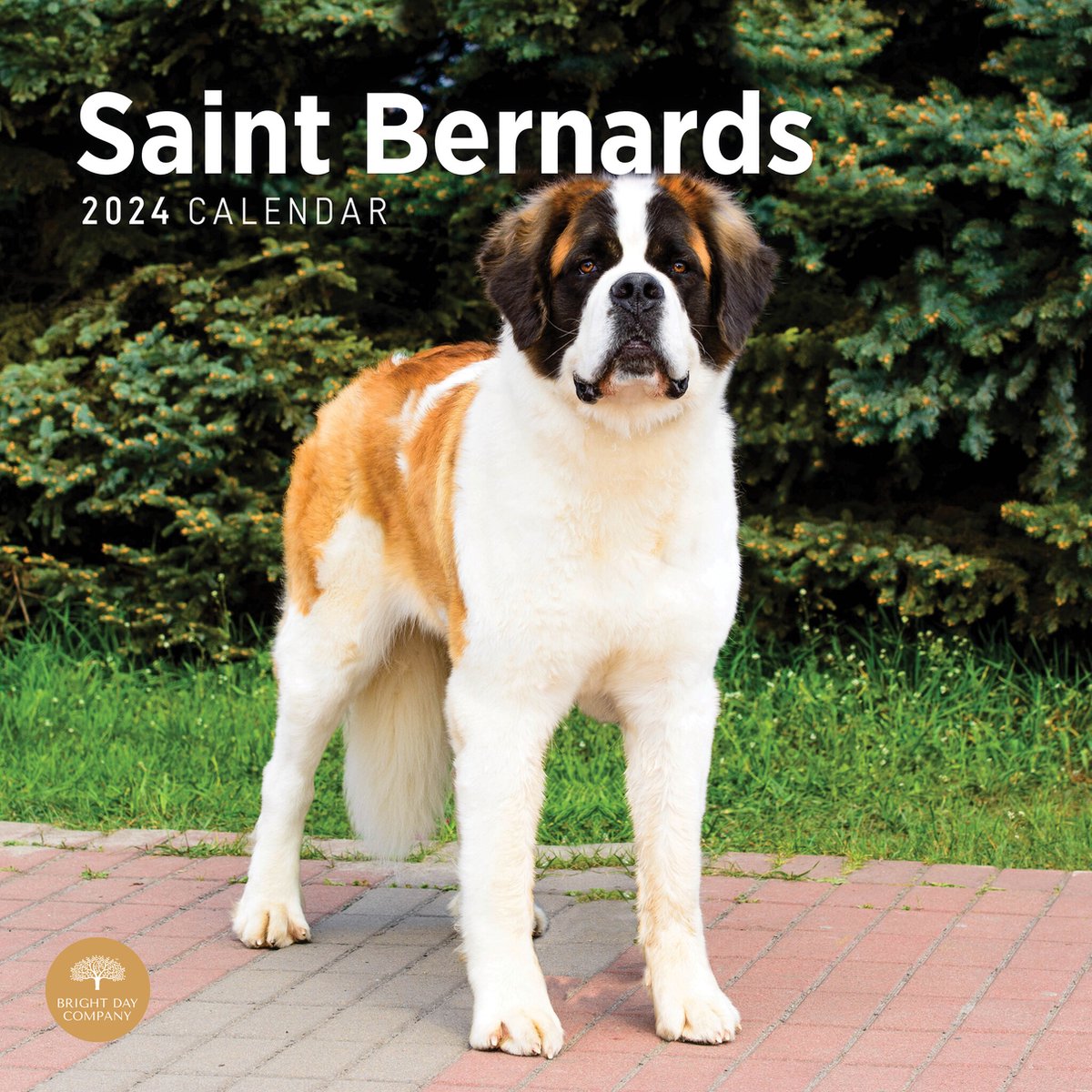 Sint Bernard Kalender 2024