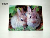 3D ansichtkaart konijnen