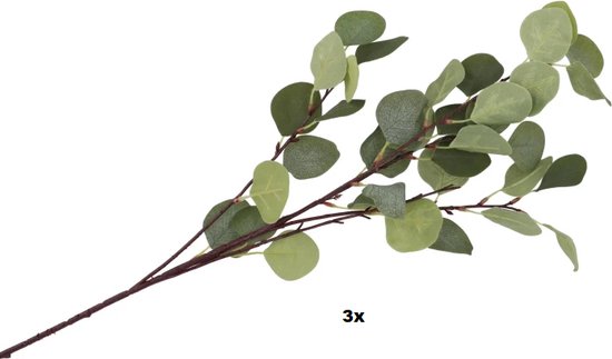 Eucalyptus groen