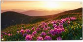 Tuinposter – Roze Bloemenveld boven aan de Berg bij Zonsondergang - 100x50 cm Foto op Tuinposter (wanddecoratie voor buiten en binnen)