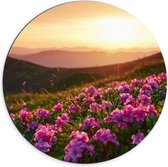 Dibond Muurcirkel - Roze Bloemenveld boven aan de Berg bij Zonsondergang - 70x70 cm Foto op Aluminium Muurcirkel (met ophangsysteem)