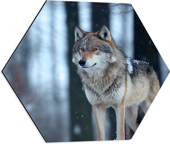 Dibond Hexagon - Wolf staat in een bos in de winter - 50x43.5 cm Foto op Hexagon (Met Ophangsysteem)