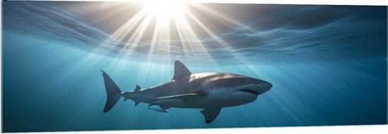 Acrylglas - Witte haai zwemt door de zee met zonnestralen - 150x50 cm Foto op Acrylglas (Wanddecoratie op Acrylaat)