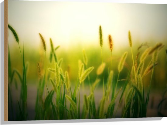 Hout - Natuur - Planten - Rijtje - Groen - 80x60 cm - 9 mm dik - Foto op Hout (Met Ophangsysteem)