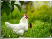 Tuinposter – Witte kip staat buiten in het gras - 80x60 cm Foto op Tuinposter (wanddecoratie voor buiten en binnen)
