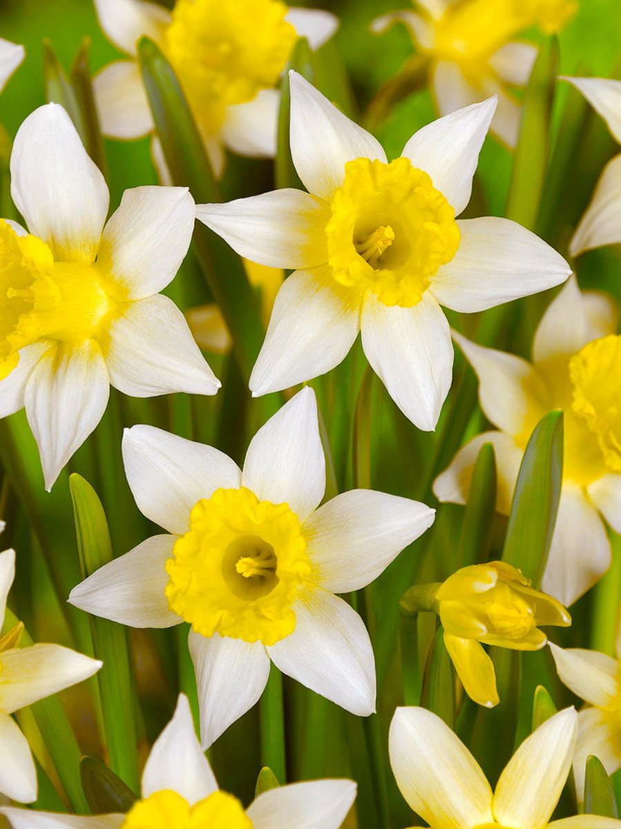 15x Narcissen 'Topolino' - BULBi® Bloembollen met bloeigarantie