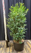 Osmanthus burkwoodii- Schijnhulst 125-150 cm in pot 35 liter