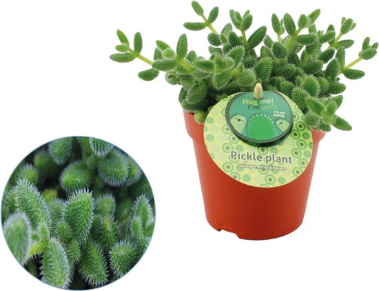 Delosperma – Echinatum – Augurkenplant – Hoogte 20cm