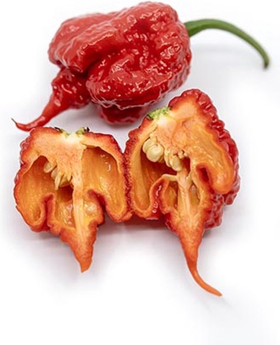 Groote Peper 123zaden Carolina Reaper Peper Zaden - Heetste peper ter wereld - 1.5M ...