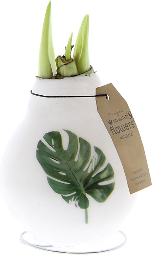 Foto: Wax amaryllis naturalz botanical monstera 1 stuk prachtige wax amaryllis